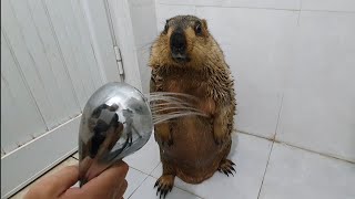 marmot favorite standing shower time [upl. by Aicnelev212]