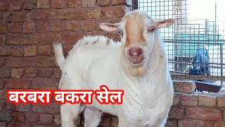 Top Quality white eyes Barbara Bakra sale  बरबरी बकरी पालन [upl. by Asilam]