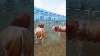 Cows kids healthy cow lbull animals shots video viralshort trending [upl. by Nashom11]