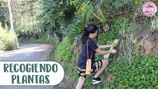 Recogiendo plantas de la calle│Candy Bu [upl. by Nerat]