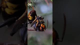 Avispones vs abejas parte 2 shorts viral [upl. by Alejna]