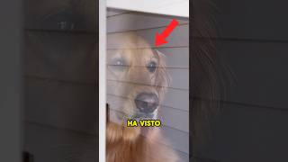 IL SUO PADRONE LO TRADISCE CON UN ALTRO CANE😱 tiktok pets [upl. by Andert643]