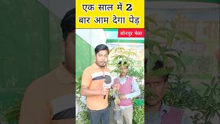 साल में दो बार आम देने वाला आम का पेड़ 😱  All Time Mango Plant sonpurmela2024 mango shorts [upl. by Jacinto283]