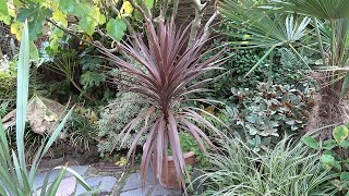 Cordyline australis Red Star Rate of Growth 2021 [upl. by Suoilenroc329]