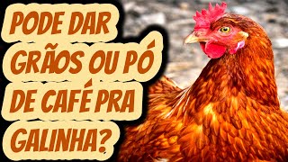 Pode dar sobras de grãos e borra café para galinha frango pintinho perus patos ou outras aves comer [upl. by Nohsed]