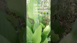 Ped ka naam batao music song nature newsong 🌴🍀💪🌳🌲 [upl. by Atinid130]