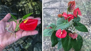 Tips for breeding Anthurium with 200 success [upl. by Esyak]