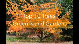 The 10 Best Trees [upl. by Jessika]