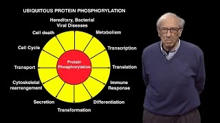 Edmond Fischer U Washington Reversible Protein Phosphorylation as a Regulatory Mechanism [upl. by Yllom213]