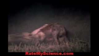 Lion cripples hyena to death out of hate Rate My Science [upl. by Graces]