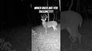 Which buck are you tagging deer deerhunting whitetailbucks bucks music shorts bowhunting [upl. by Silma777]