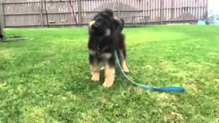 German Shepherd Puppy Barking [upl. by Ellenwahs]