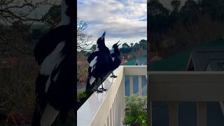 Australian Magpie Play Day ❤️❤️❤️🐦‍⬛Magpies Singing Calling Talking and MORE magpie [upl. by Brunelle]