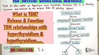 What is TSHThyroid Stimulating HormoneRelease amp function of TSHrelationship with thyroid gland [upl. by Wistrup]