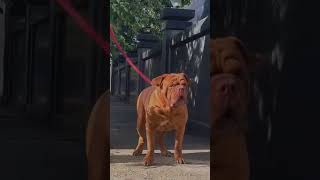 Napoleon Mastiff 🔥💯 viralvideo viralshort shorts animalshorts doglover dogs petslover pets [upl. by Perzan]