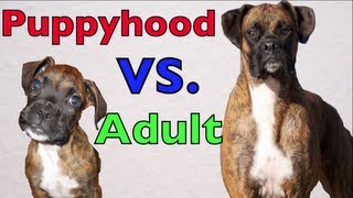 Brock the Boxer Dog  Puppyhood vs Adulthood [upl. by Lenhard]