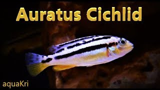 Auratus Cichlid Care amp Tank Set up Guide [upl. by Garvy155]