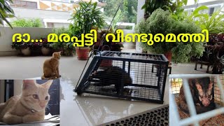 മരപ്പട്ടി വീണ്ടുമെത്തിയപ്പോൾ 😂Palm Civet Cat Hen Marappatti [upl. by Onibas]