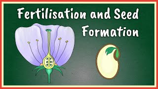 Fertilisation and Seed Formation [upl. by Vala]