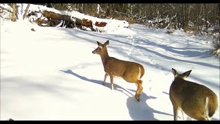 Trail Camera Video – Mar 16 2024 [upl. by Izzy14]