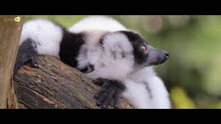 Black and White Ruffed Lemur in Singapore​ Zoological Garden [upl. by Laufer]