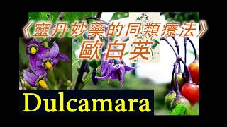 《靈丹妙藥的同類療法》 EP89  歐白英 Dulcamara [upl. by Willyt]