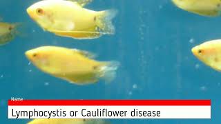 Lymphocystis or Cauliflower disease viral infection in aquarium fish here gourami Tricho [upl. by Orban829]