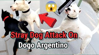 Dogo Argentino vs Street Dog 😱😱  Dogo Argentino Simmba [upl. by Merralee]