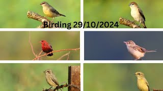 morning birding 29102024 Red MuniaPied Bushchatsilver Bill [upl. by Barbour]