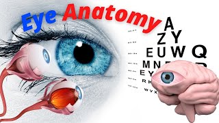 Eyes anatomy amp function  made easy  eyeball 3d animation [upl. by Galliett619]