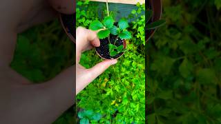 Growing strawberries from runners plants garden strawberry gardening planting diy november [upl. by Corwun224]