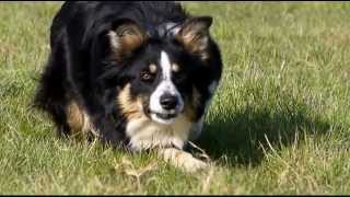 Border Collie en apprentissage au troupeau [upl. by O'Callaghan559]