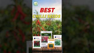 Best Chilli Seeds Varieties For Andhra Pradesh  Find the Right One for You nunhems syngenta [upl. by Marcia]