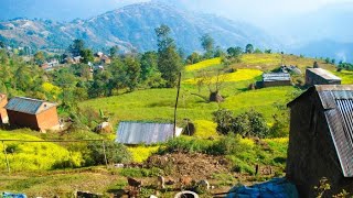 Old Is Gold  Gairi Khet Ko Sirai Hanyo  Aasha Bhosle [upl. by Elrae494]