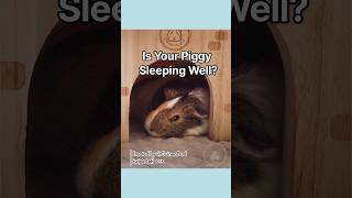 Is your guinea pig sleeping wellshorts [upl. by Enitselec]