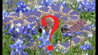 Bluebonnet Rattlesnake is it real [upl. by Seth948]