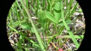 Fragaria virginiana Wild Strawberry [upl. by Persas]