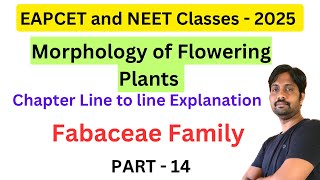 Fabaceae Family  Morphology of Flowering Plants Chapter Line by line Explanation  Part 14 [upl. by Trebliw]