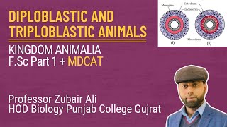 Diploblastic and Triploblastic animals by Zubair AliMDCATCh10 Lec2 [upl. by Luhar]