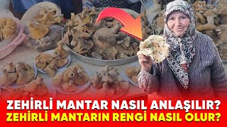 Zehirli mantarın rengi nasıl olur Zehirli mantar nasıl anlaşılır [upl. by Fritzsche699]