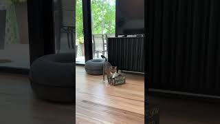 Lustige Katzen Videos auf Chillout funnycats funny funnyshorts funnyshort katzenvideo katzen [upl. by Ilrebmyk]