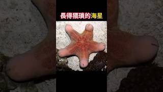 【动物科普】一种长得猥琐的海洋生物：粒皮瘤海星！ [upl. by Philbo40]