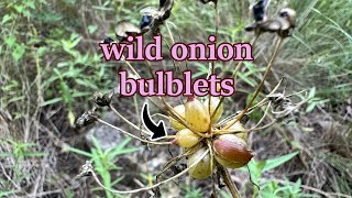 The sessile bulblets of wild onions are great [upl. by Acila771]