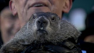 Groundhogs Day 2015 Punxsutawney Phil Sees Shadow 6 More Weeks of Winter [upl. by Hodosh]