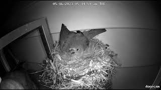 Cowbird attacks finch to lay egg [upl. by Esille]