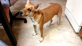 Basenji Yodel  What Sound Does An quotAfrican Barkless Dogquot Basenji Make [upl. by Julissa102]