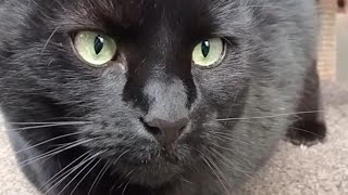 Cat Meows Compilation 77 [upl. by Bohman]