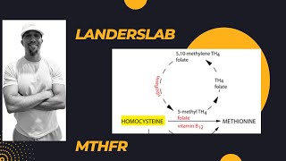 MTHFR Gene Mutation [upl. by Kantos]