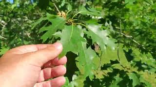 Northern Red Oak Quercus rubra growing in zone 3 Sherwood Park Alberta Edmonton area stunning [upl. by Limhaj396]