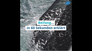 Beifang erklärt in 60 Sekunden [upl. by Ahsele]